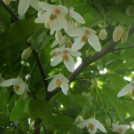 Simplicite Tree Quality and strength in organic skin care – Simplicite Skin Care