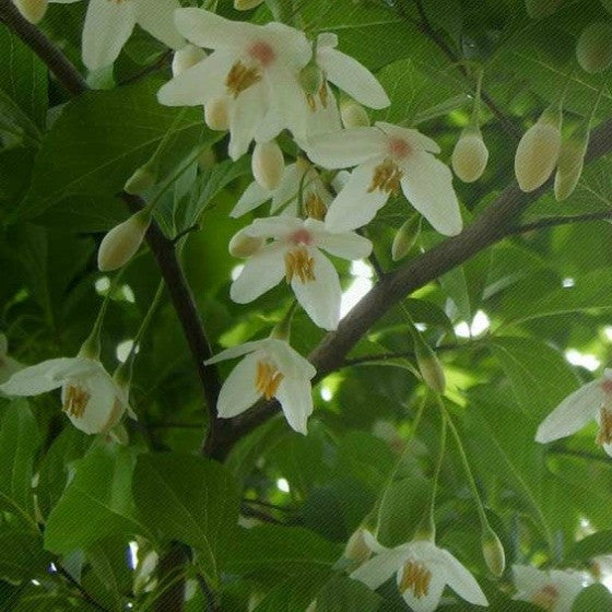 Styrax benzoin used in Reduce Lines Serum is an effective natural skin care treatment for reducing lines.