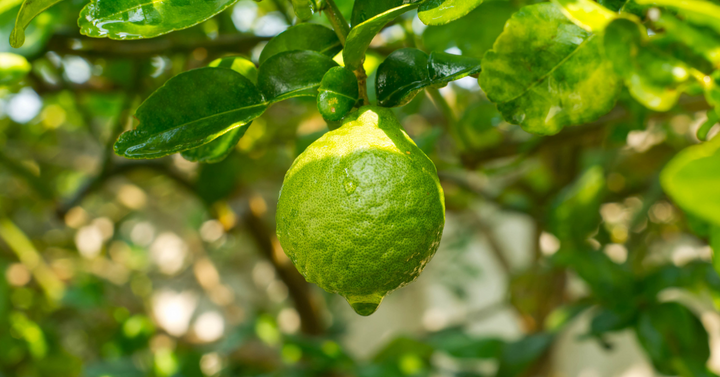 Bergamot in Body Scrub best for sensitive skin